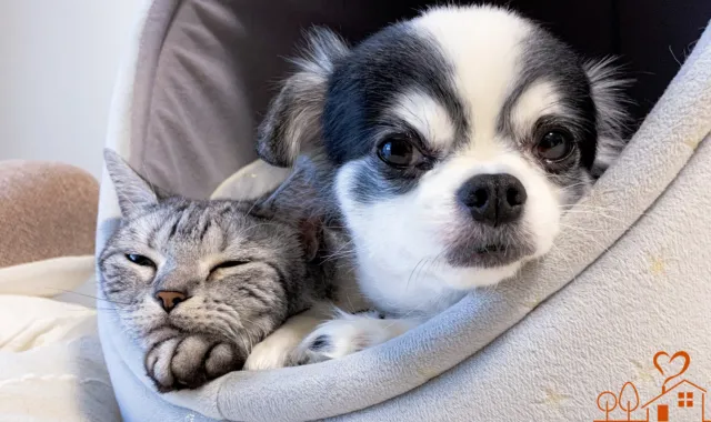 猫と犬