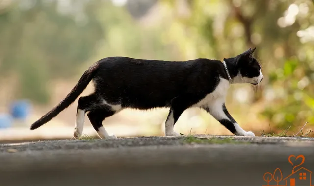 歩く猫の姿